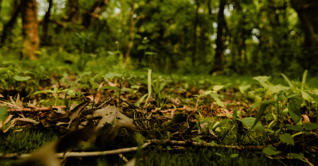 Forest Bathing 1